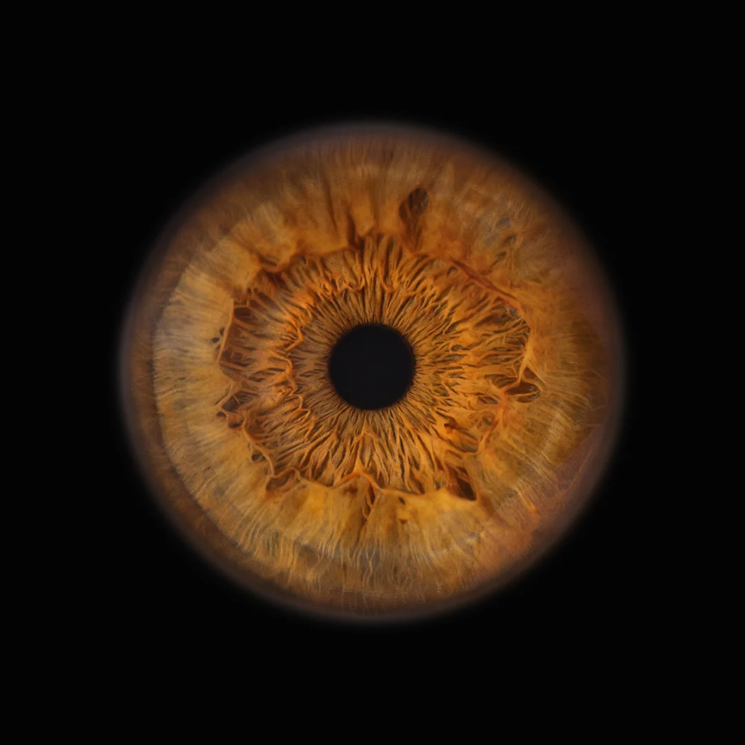Photographie d'iris ambré réalisée à Dol-de-Bretagne