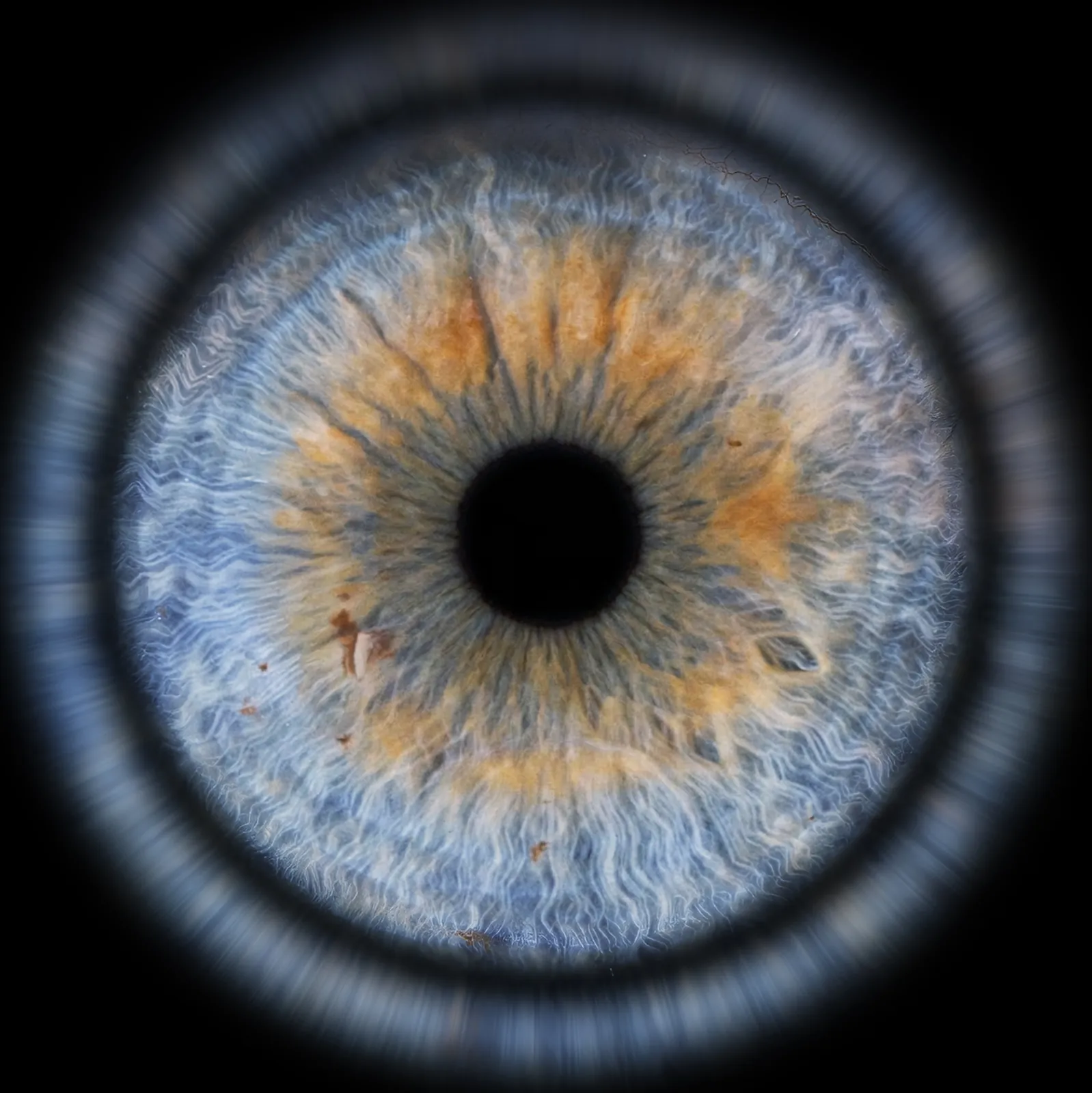 Photographie d'Iris — photographe Dol-de-Bretagne