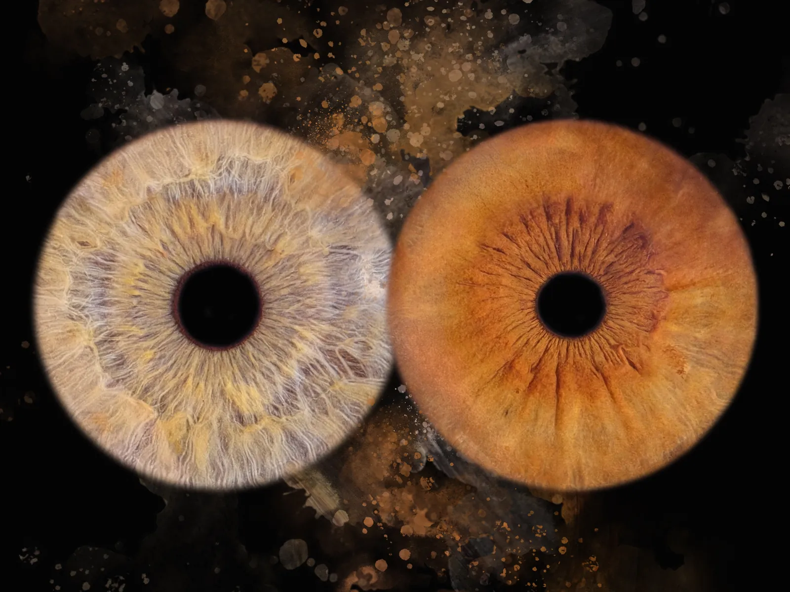 Tirage d'art de deux iris à Dol-de-Bretagne