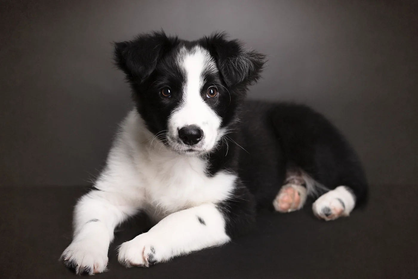 Portrait d'un chiot border collie en studio à Dol-de-Bretagne