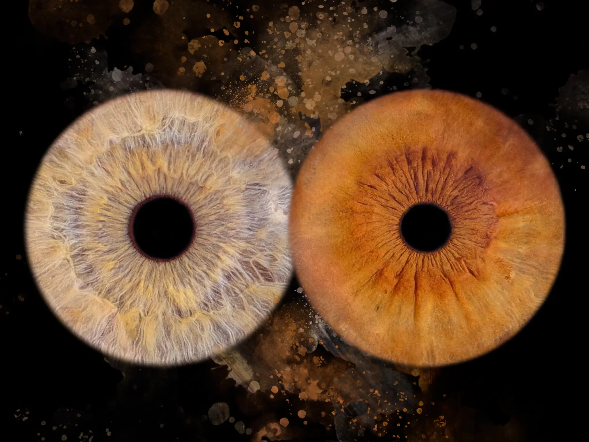 Photographie macro de deux iris aux couleurs différentes — Studio Photo de la Baie Dol-de-Bretagne